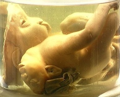 baby jar 4.jpg