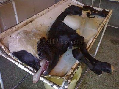 monster-calf.jpg