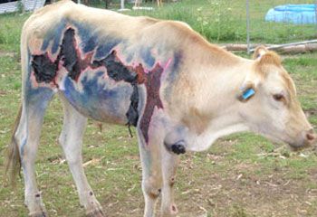732233-lightning-survivor-tougher-than-leather.jpg