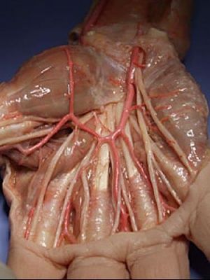 inside-20the-20hand.jpg