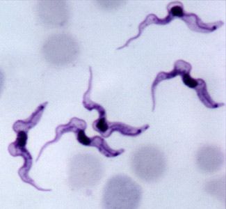 zombie cells.jpg