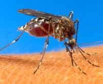 chagas.jpg
