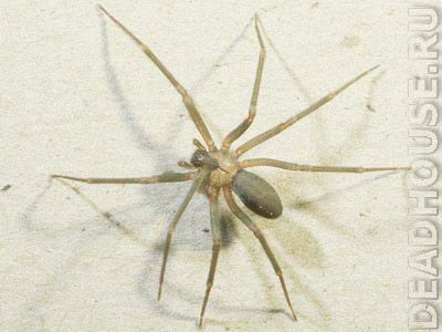 spider1.jpg