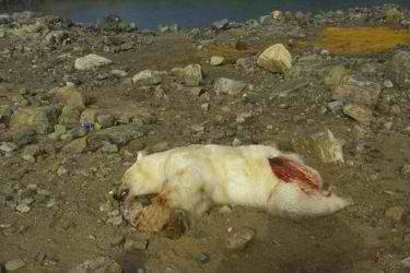 polarbear001_sm.jpg