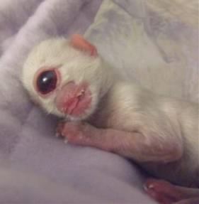 cyclops-kitten3.jpg