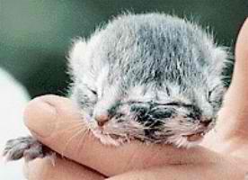 950080560 two faced kitten.jpg