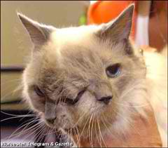 twocat2.jpg
