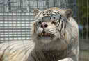 deformed white tiger.jpg