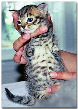 tabbybabysm.jpg