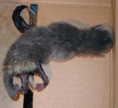 twistlimb6.jpg
