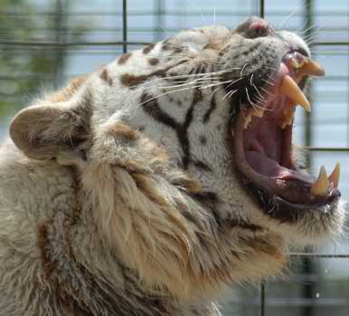 WhiteTigerDeformed0.jpg