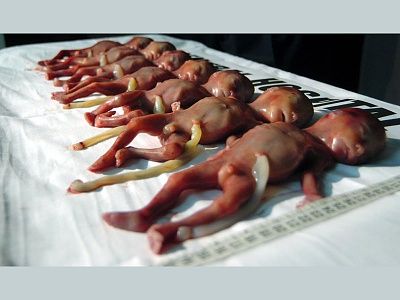 babies.jpg