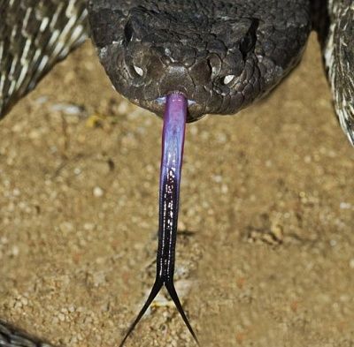 snake-bite-pics-001.jpg