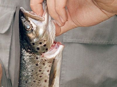 trout.jpg