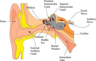 ear_labeled_jpeg_file.jpg