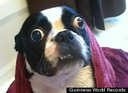 eyes largest eyes.jpg