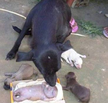 dogs_01.jpg