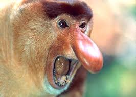 proboscis%20monkey.jpg