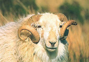 Welsh%20Mountain%20Ram.jpg