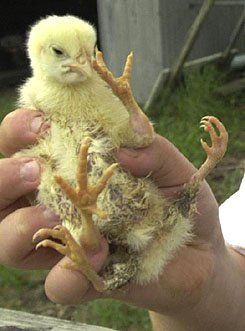 def-4leggedchicken.jpg