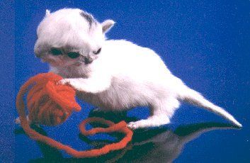Congenital Malformations: Deformed Animals With Two Heads or Extra Legs - def 2facecat