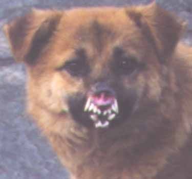 Congenital Malformations: Deformed Animals With Two Heads or Extra Legs - def dognolips