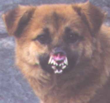 def-dognolips.jpg
