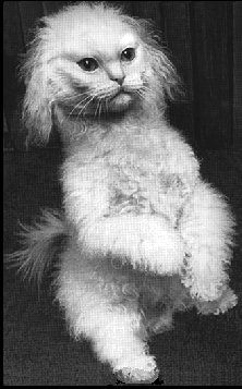 Congenital Malformations: Deformed Animals With Two Heads or Extra Legs - def kittypup