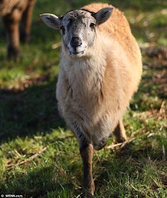 Name:  lamb2.jpg
Views: 352
Size:  59.5 KB