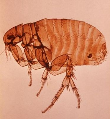flea.jpg