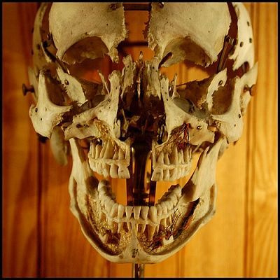 skull.jpg