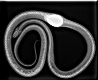 snake.jpg