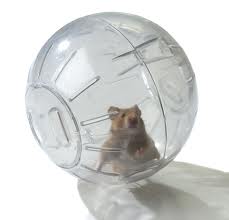hammy.jpg