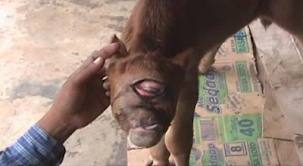 Cyclops%2011.jpg