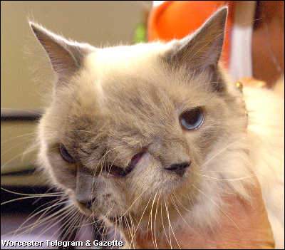 Two-faced%20Cat%2001.jpg