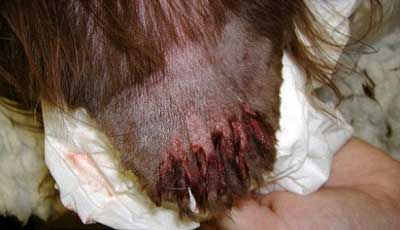 Dogs%20Ear%20Caught%20in%20Shredder.jpg