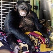 CHIMPTRAVIS.jpg