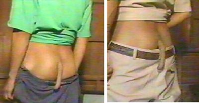 vestigial-20tail-2002.jpg