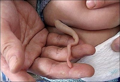 vestigial-20tail-2003.jpg