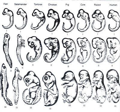 embryo-20compare.jpg