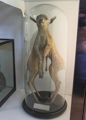 syncephalus-20asymmetrus-20fallow-20deer.jpg