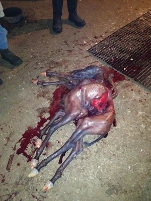 deformedfoal.jpg