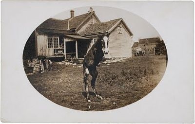 two-20legged-20foal.jpg
