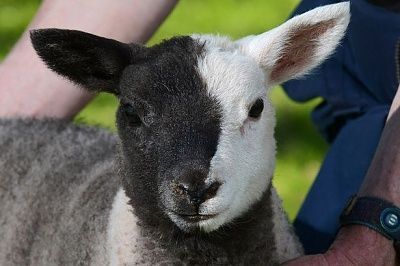 c2-a3-c2-a3-c2-a3battenburg-sheep-born-one-side-his-face-white-oth.jpg