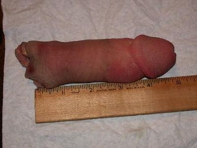 cock-20off-20-281-29.jpg