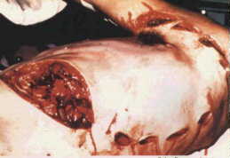 15 of the Weird Shark Attacks Ever 13.jpg