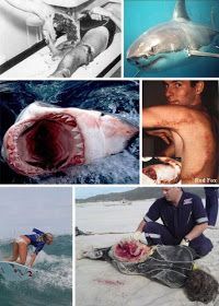 shark1.jpg