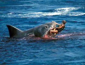 shark-attack-792816.jpg