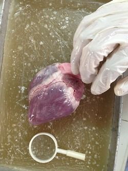 heart%20dissection%20class%20%281%29.jpg