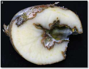 fusariumdryrot.jpg